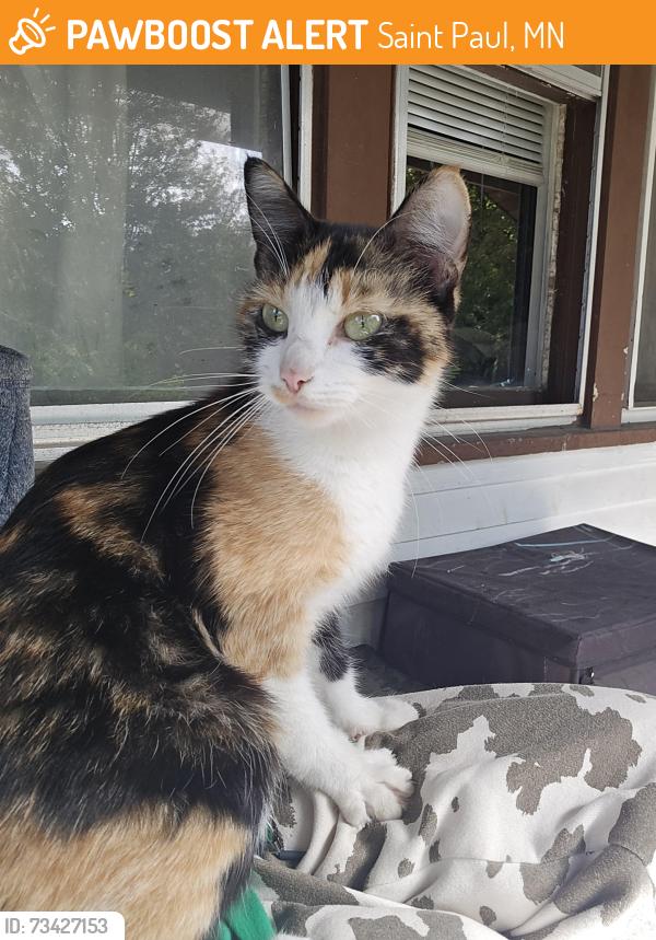 Found/Stray Female Cat last seen Wild Fish and Chicken (restaurant), Saint Paul, MN 55106