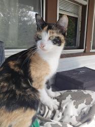 Found/Stray Female Cat last seen Wild Fish and Chicken (restaurant), Saint Paul, MN 55106