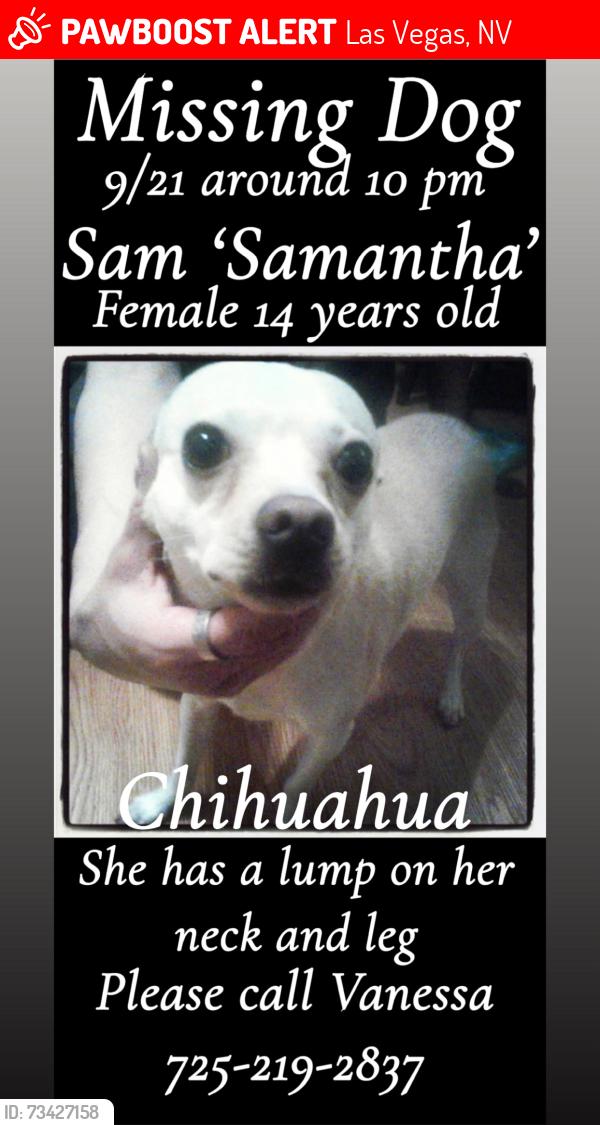Lost Female Dog last seen Rainbow and Spring Valley, Las Vegas, NV 89103