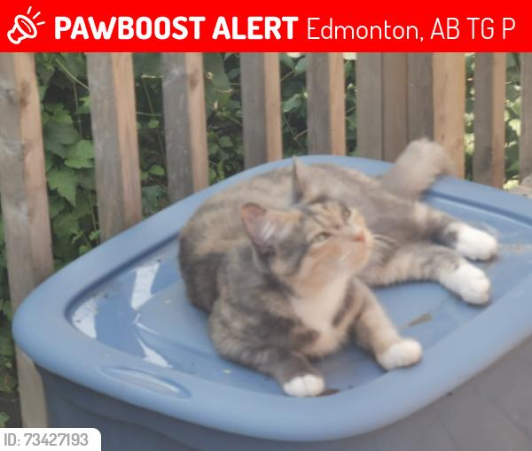 Lost Female Cat last seen 95A street, Edmonton, AB T5G 1P6