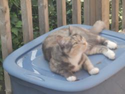 Lost Female Cat last seen 95A street, Edmonton, AB T5G 1P6