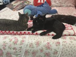 Lost Female Cat last seen Sheridan and Jewell, Lakewood, CO 80227