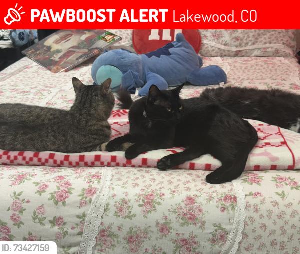 Lost Female Cat last seen Sheridan and Jewell, Lakewood, CO 80227