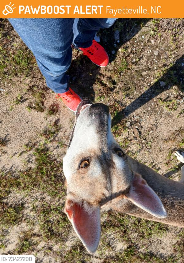Found/Stray Male Dog last seen Clemson dr, Fayetteville, NC 28306