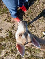 Found/Stray Male Dog last seen Clemson dr, Fayetteville, NC 28306