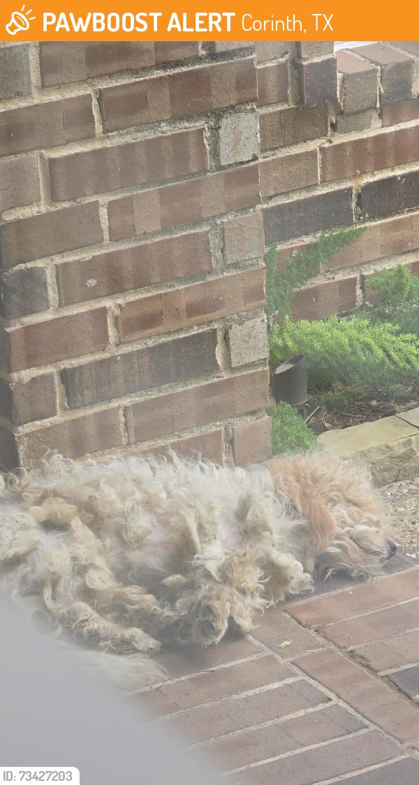 Found/Stray Unknown Dog last seen Windsor, Corinth, TX 76210