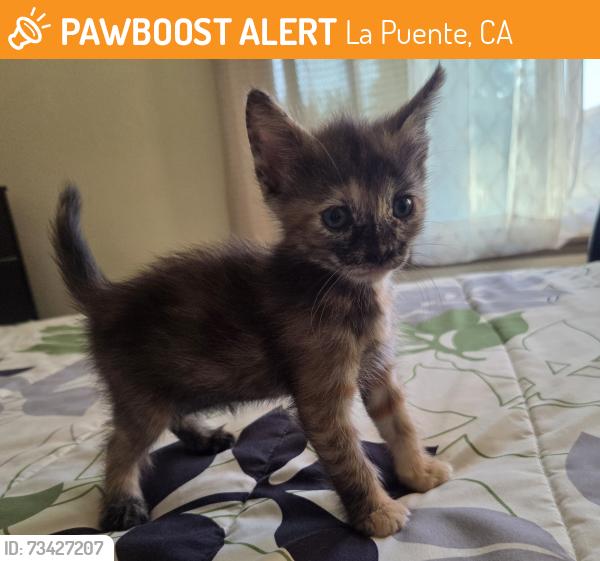 Found/Stray Female Cat last seen Lomitas and Workmen, La Puente, CA 91746