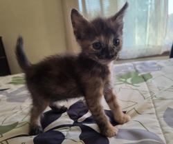 Found/Stray Female Cat last seen Lomitas and Workmen, La Puente, CA 91746