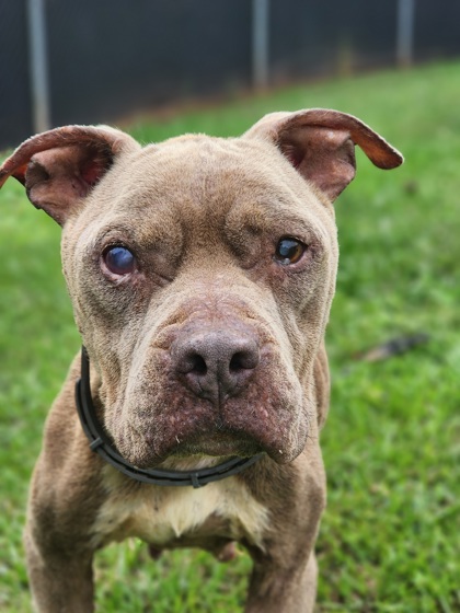 Shelter Stray Female Dog last seen Near MOUNTAIN ESTATES RD PICKENS, SC 29671, PICKENS COUNTY, SC, 193 County Farm Rd, Pickens, SC 29671, USA