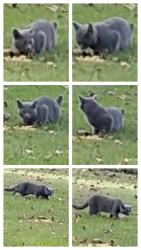 Found/Stray Unknown Cat last seen Kelvin & Napier, Philadelphia, PA 19116