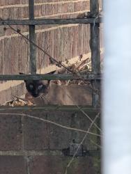 Found/Stray Unknown Cat last seen Island NR Cross field rd and Kitts Green rd, West Midlands, England 
