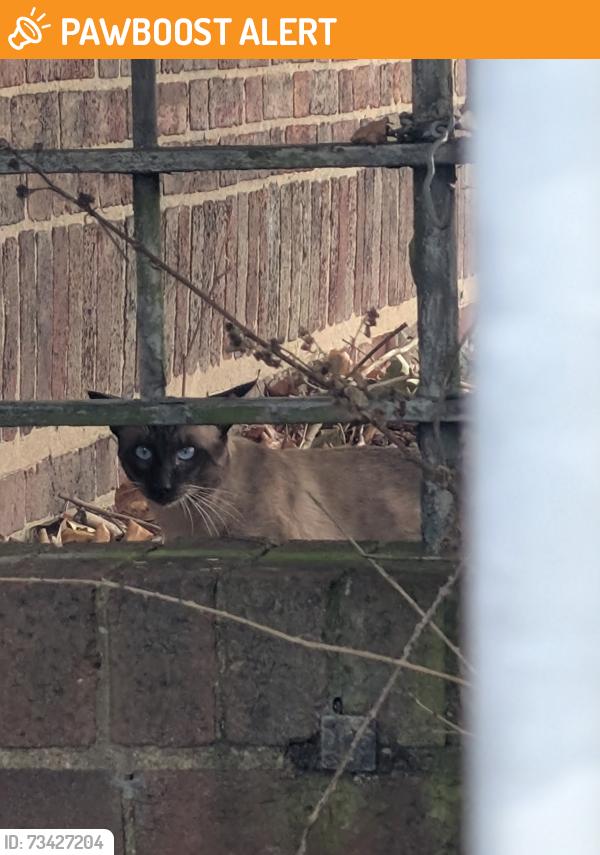 Found/Stray Unknown Cat last seen Island NR Cross field rd and Kitts Green rd, West Midlands, England 