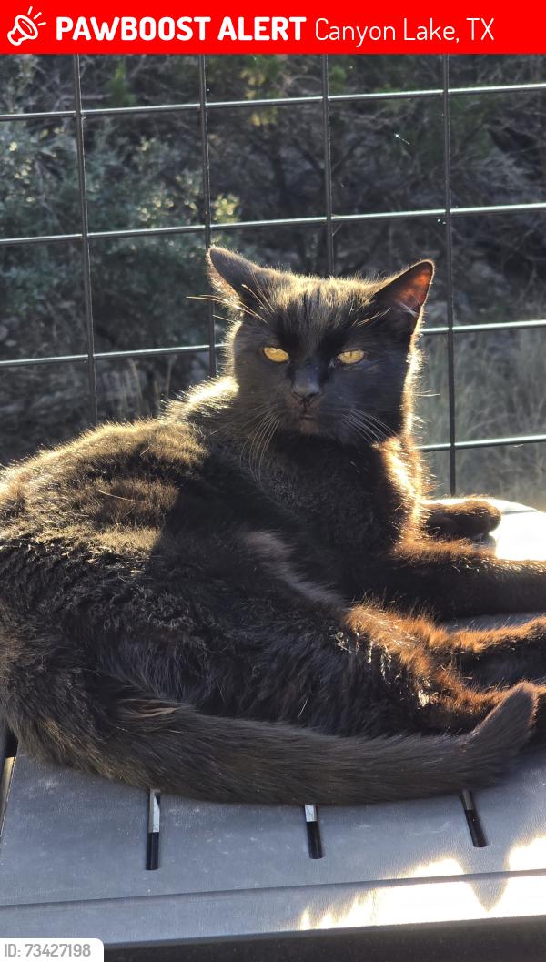 Lost Male Cat last seen Moerike Rd / Johnson Rd, Canyon Lake, TX 78133