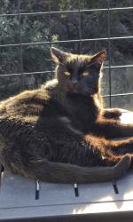 Lost Male Cat last seen Moerike Rd / Johnson Rd, Canyon Lake, TX 78133