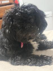 Lost Female Dog last seen S Federal Blvd, Denver, CO 80219