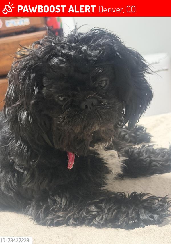 Lost Female Dog last seen S Federal Blvd, Denver, CO 80219