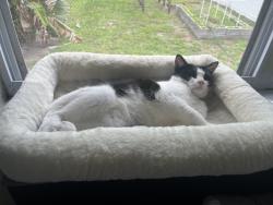 Reunited Female Cat last seen 37th St N, St. Petersburg, FL 33713