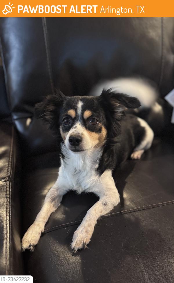 Found/Stray Female Dog last seen Pioneer and Collins, Arlington, TX 76010