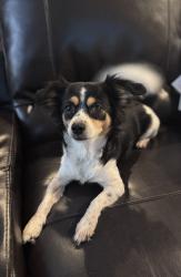 Found/Stray Female Dog last seen Pioneer and Collins, Arlington, TX 76010