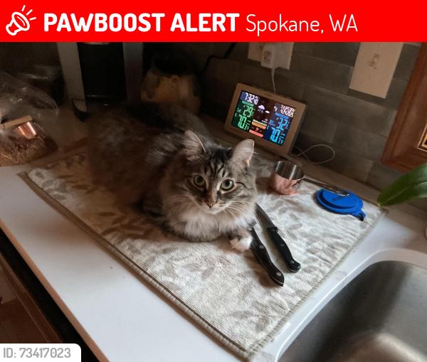 Lost Female Cat last seen Rockwood Retirement, Spokane, WA 99223