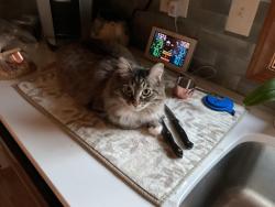 Lost Female Cat last seen Rockwood Retirement, Spokane, WA 99223