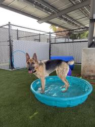 Shelter Stray Female Dog last seen San Diego, CA, 92109, 5500 Gaines St, San Diego, CA 92110, USA