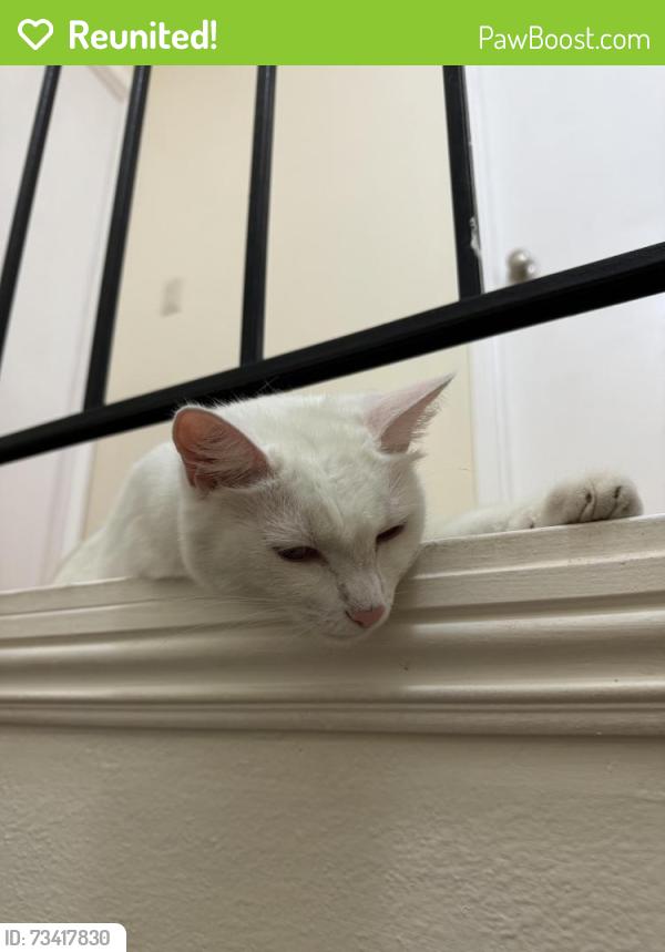 Reunited Male Cat last seen Near Caminito Mindy, San Diego, CA 92105