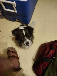 Lost Male Dog last seen Waverly St and Queen St us market & dollar tree area fred Myers, Albany, OR 97322