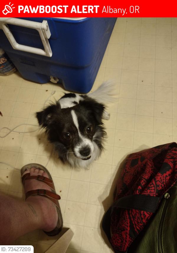 Lost Male Dog last seen Waverly St and Queen St us market & dollar tree area fred Myers, Albany, OR 97322