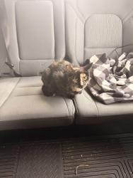 Found/Stray Unknown Cat last seen Coon rapids blvd and egret, Coon Rapids, MN 55433