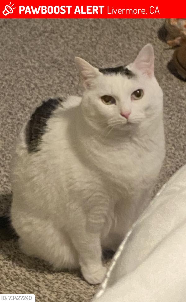 Lost Female Cat last seen Patterson Pass Rd, and Tex Spruiell Park, Livermore, CA 94550