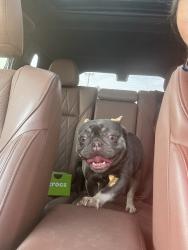 Found/Stray Female Dog last seen SW 140th and Penn, Oklahoma City, OK 73170