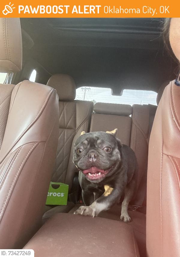 Found/Stray Female Dog last seen SW 140th and Penn, Oklahoma City, OK 73170