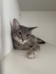 Lost Male Cat last seen S Broadway and Garnet, Redondo Beach, CA 90277