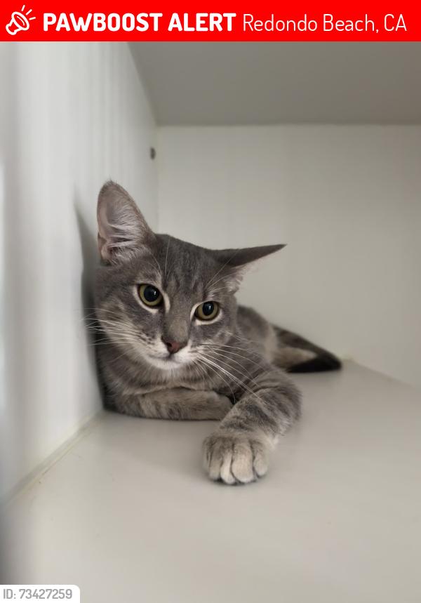 Lost Male Cat last seen S Broadway and Garnet, Redondo Beach, CA 90277