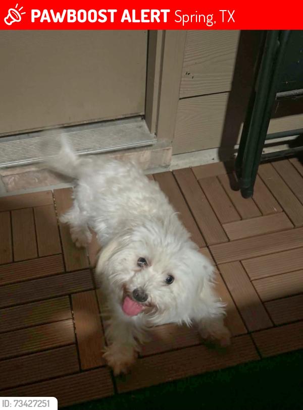 Lost Female Dog last seen Lincolns Meadow Dr. and Robbers Nest, Spring, TX 77373