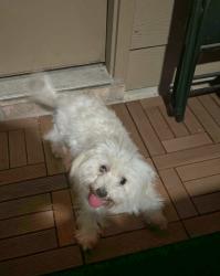 Lost Female Dog last seen Lincolns Meadow Dr. and Robbers Nest, Spring, TX 77373