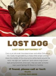 Lost Female Dog last seen Near eastex fwy, Houston, TX 77339
