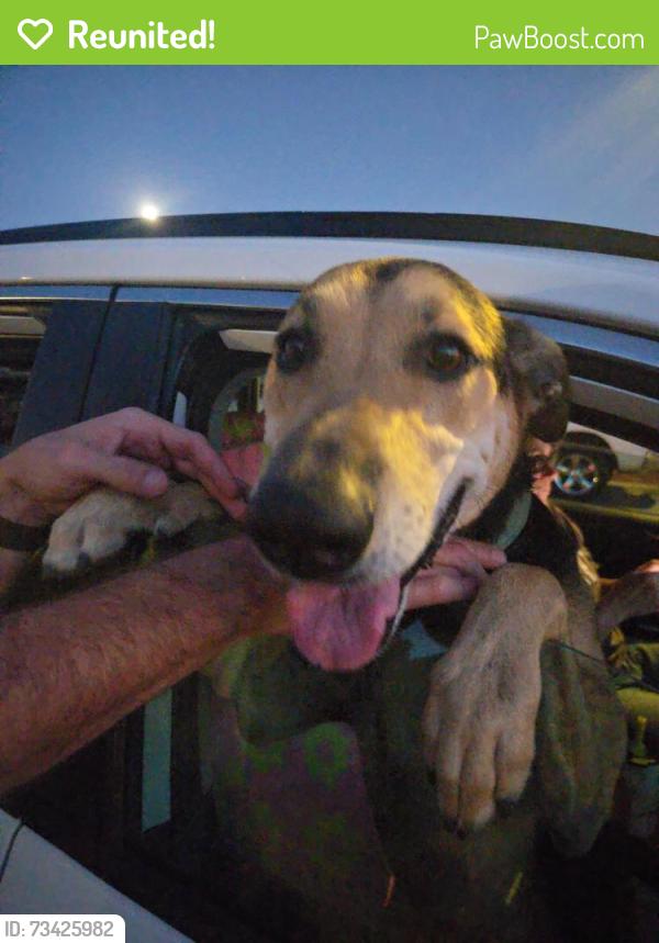 Reunited Female Dog last seen Jennings vista trail, Lakeside, CA 92040