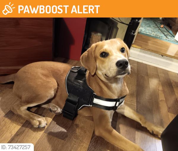 Found/Stray Male Dog last seen Holiday out park, Cumberland County, TN 38572