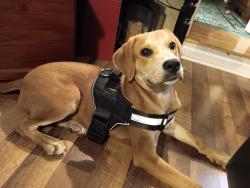 Found/Stray Male Dog last seen Holiday out park, Cumberland County, TN 38572