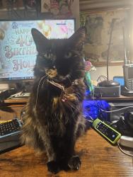 Lost Female Cat last seen Refugee Road, Pickerington, OH 43147