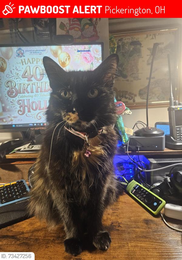 Lost Female Cat last seen Refugee Road, Pickerington, OH 43147