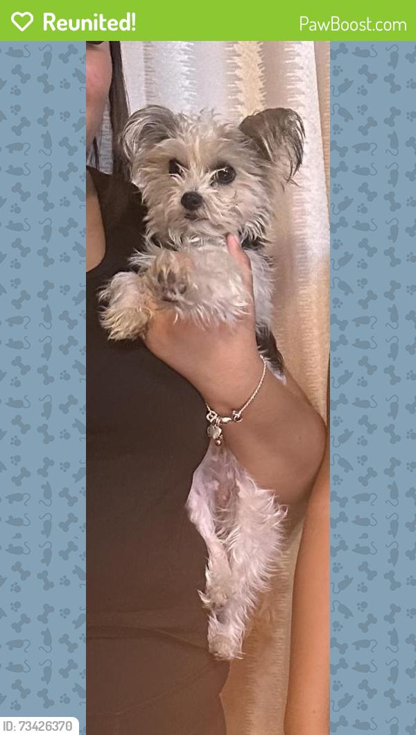 Reunited Female Dog last seen Cherry ave and Green Vista, Fontana, CA 92337