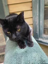 Reunited Female Cat last seen Highview Drive High Bridge and Grayrock Road Clinton, Clinton, NJ 08809