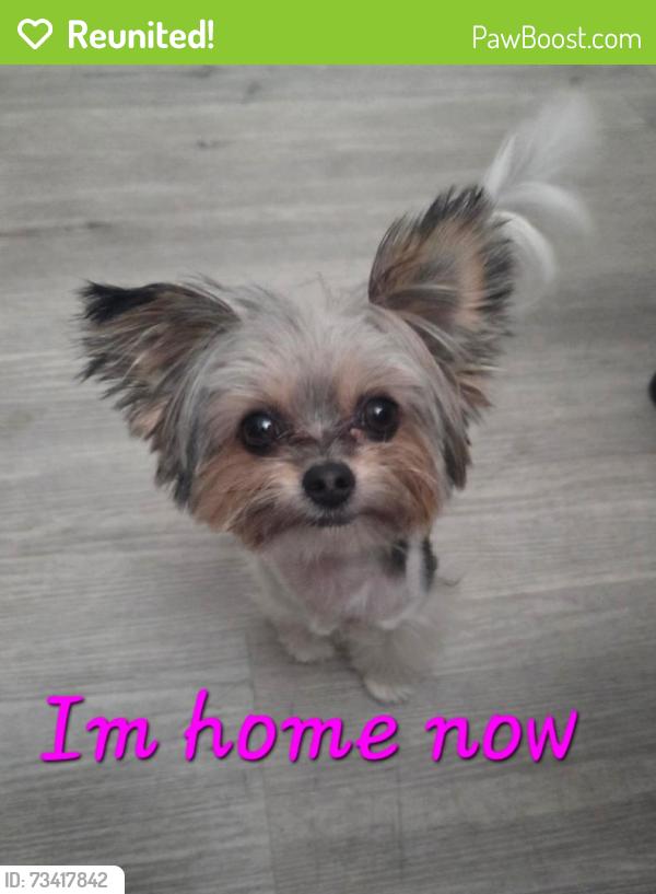 Reunited Female Dog last seen 2nd Avenue between Quintard and Orange Avenue, Chula Vista, CA 91911