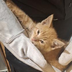 Shelter Stray Unknown Cat last seen , 2608 Center St, Tacoma, WA 98409, USA