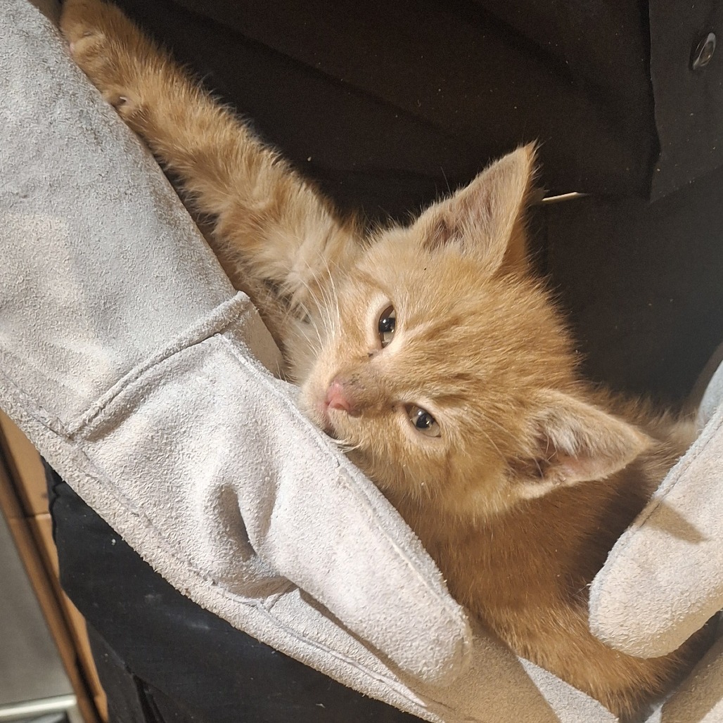 Shelter Stray Unknown Cat last seen , 2608 Center St, Tacoma, WA 98409, USA