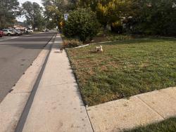 Found/Stray Unknown Dog last seen 26th and gray st, Edgewater, CO 80214