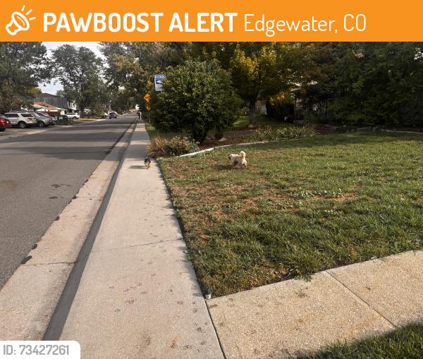 Found/Stray Unknown Dog last seen 26th and gray st, Edgewater, CO 80214